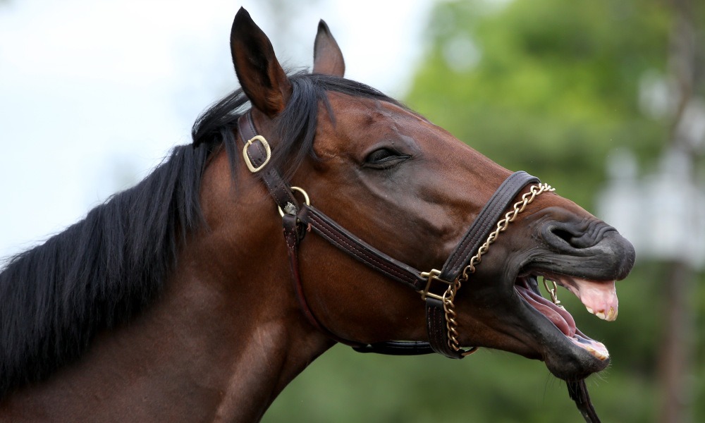 Kentucky Derby 2018 Odds Predictions